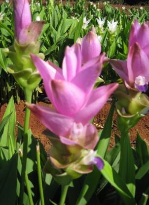 de maturação ou envelhecimento e apresentando flor aberta