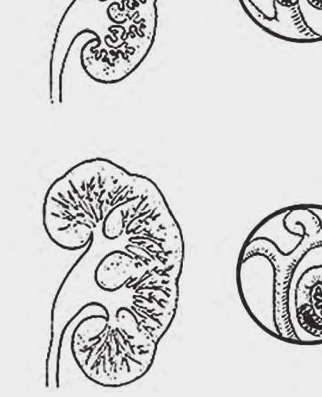 Organogênese Normal e Patológica do Trato Urogenital formados ao redor do glomérulo formam a cápsula de Bowman (Figuras 1 e 2), que juntas constituem o corpúsculo renal.
