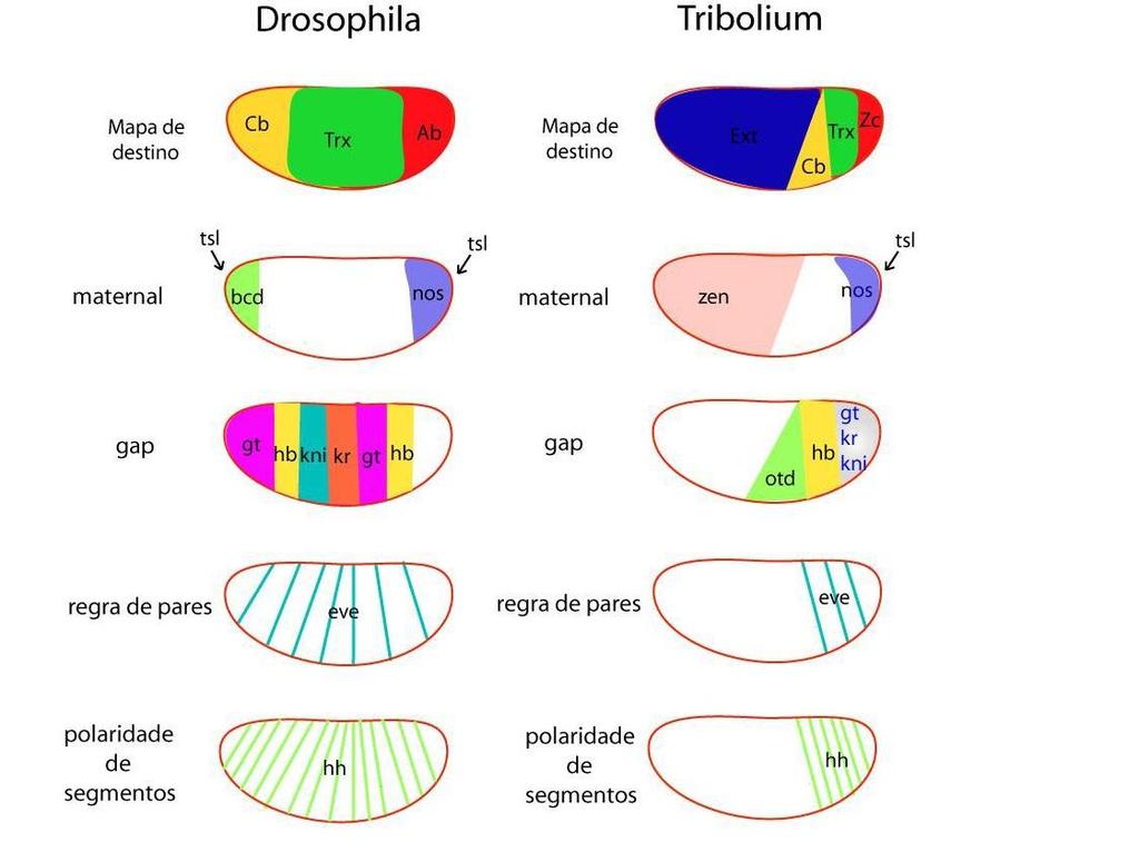 13 Figura 5: Embriogênese de Drosophila. Inseto banda longa e Tribolium banda curta. Cb (cabeça). Trx (tórax), Ab (abdomen) e Zc (zona de crescimento).