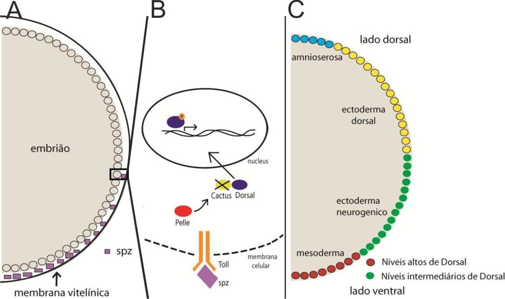 17 ou durante os estágios iniciais de clivagem. Sua ativação culmina com a geração do gradiente do morfógeno Spätzle (Spz), com maiores níveis na região ventral do espaço perivitelínico.