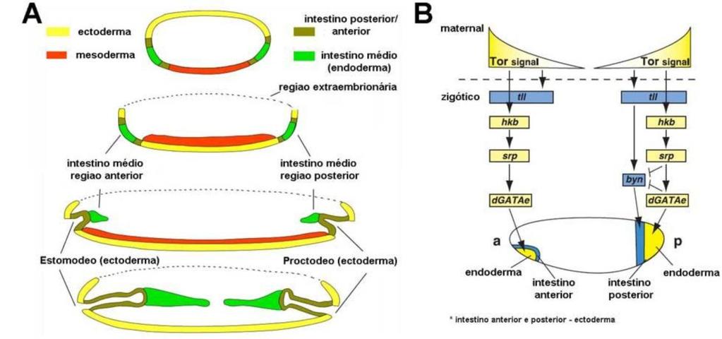 26 Figura 10: (A) Formação do intestino em D. melanogaster envolve a migração do ectoderma e do endoderma das regiões anterior e posterior.