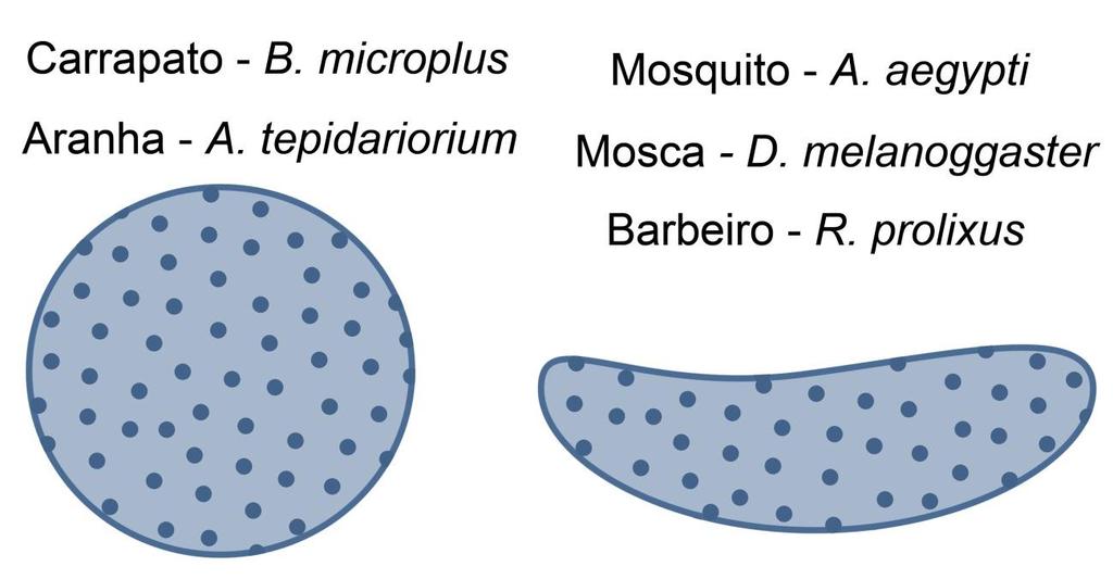 3 Figura 1: Ovos de artrópodes.