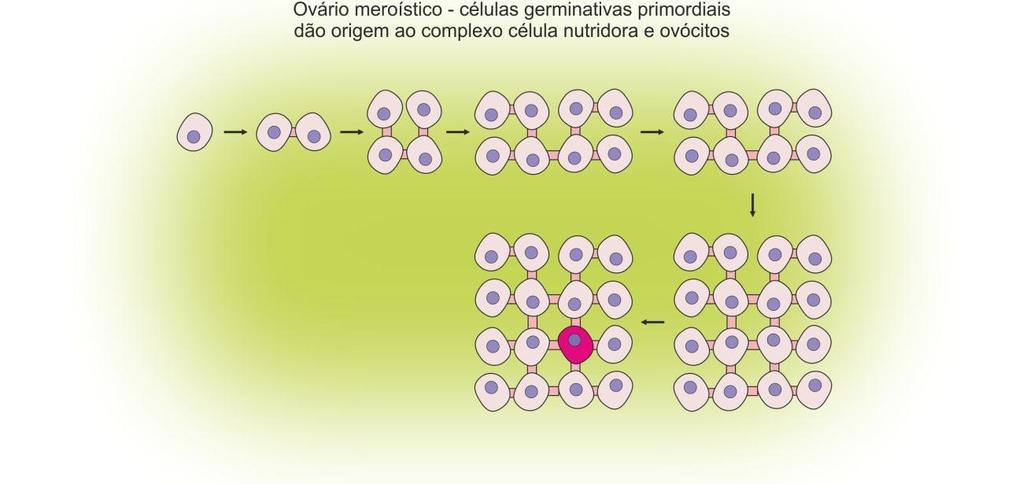 6 Figura 3: A célula germinativa primordial se divide e forma canais de comunicação com células adjacentes.