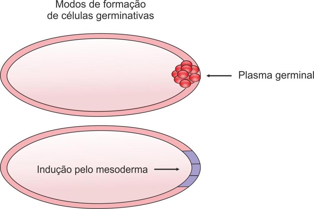 7 dorsoventral do ovócito e do futuro embrião. A localização de gurken é apenas transiente e atua indiretamente através de um processo de sinalização nas células foliculares.