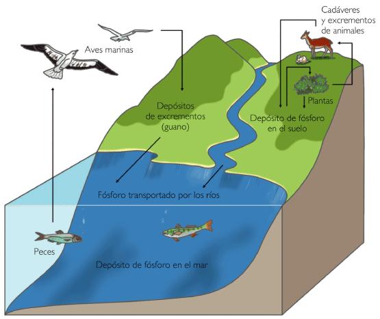 As plantas obtêm fósforo do ambiente absorvendo os fosfatos dissolvidos na água e no solo.