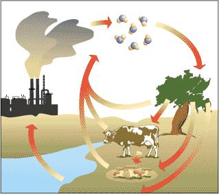 CICLO BIOLÓGICO DO CARBONO Nesse ciclo existem 3 estoque de carbono: o terrestre, a atmosfera e os oceanos.