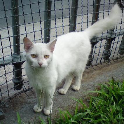 MATRICULA 0012 ADOAÇÃO DO GATINHO BRANCO