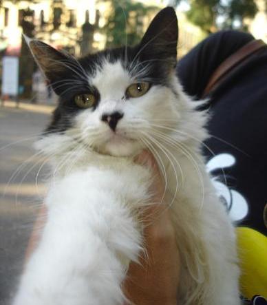 ADOAÇÃO DA PRINCESA Está gatinha é uma princesinha, é muito delicada, foi abandonada no Campo de Santana, quem