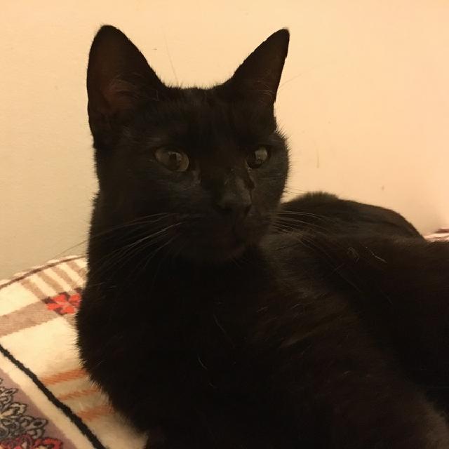 Quem alguma vez menosprezou um gatinho preto é porque é nunca teve o prazer de ter um por companhia.