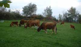 AMIBA Associação de Criadores de Bovinos de Raça Barrosã C AAVM