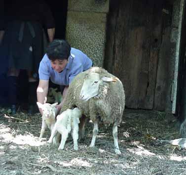 Anho Minhoto Designa-se por Anho Minhoto a carne proveniente do abate de ovinos da raça Bordaleira de Entre Douro e Minho ou raça Churra do Minho inscritos nos respectivos Livros Genealógicos,