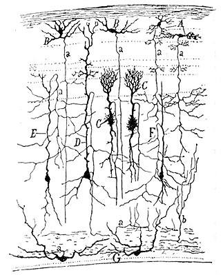 neurônios Nobel de 1906