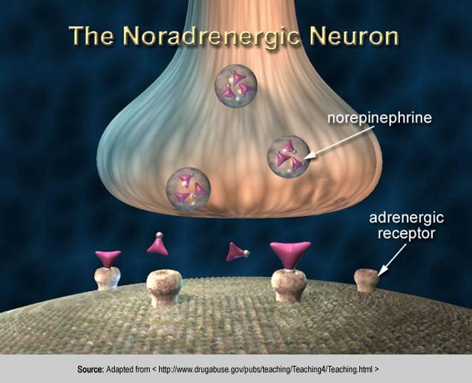 Surgimento das Neurociências modernas Quarto passo: o receptor Vários pesquisadores Receptor