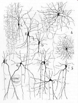 modificação de sinapses A unidade funcional básica do sistema nervoso não é o