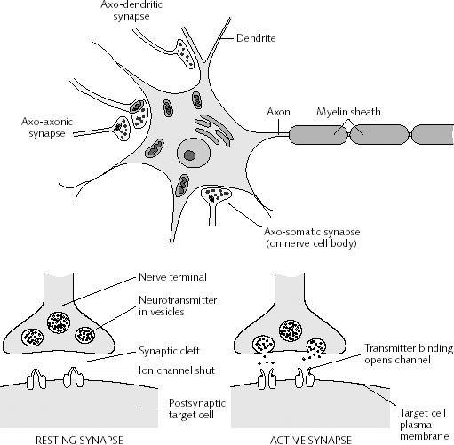 O quadro geral Os neurônios são as células básicas do sistema nervoso Eles comunicam-se através das sinapses Na sinapse, um neurônio libera o neurotransmissor O outro neurônio recebe o