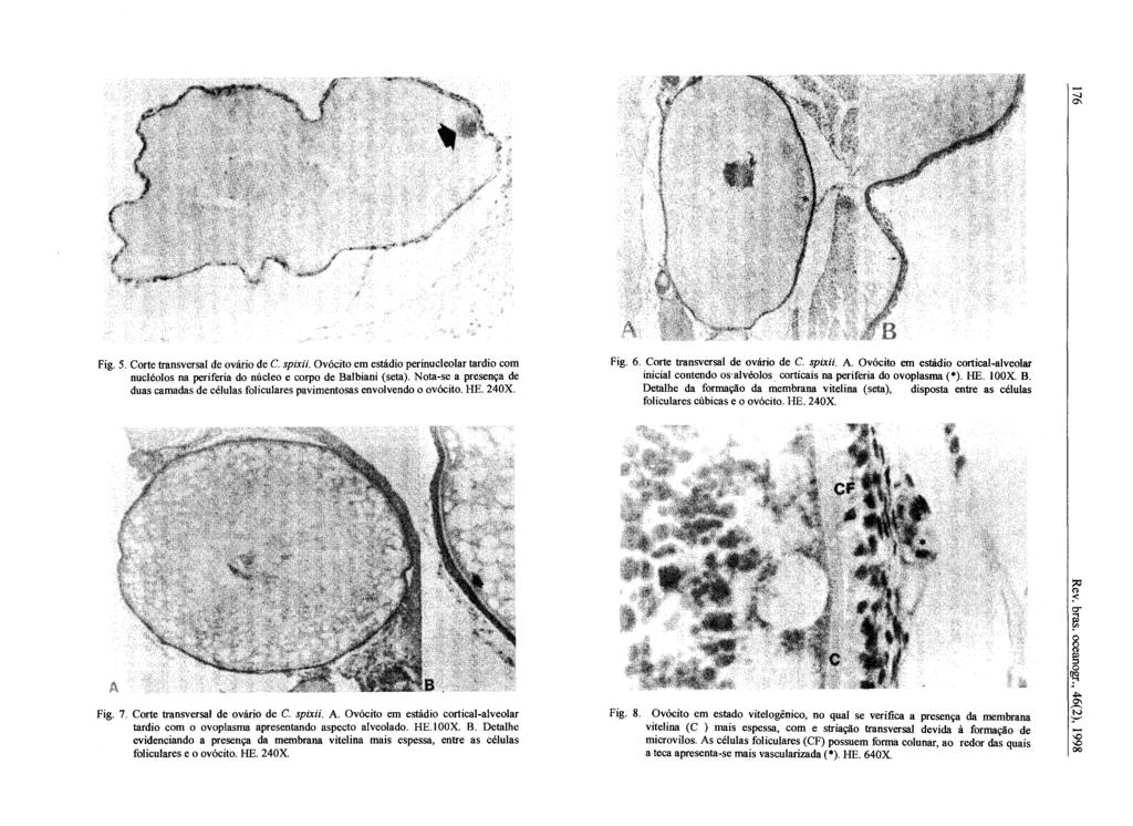 - -..I 0\ Fig. 5. Corte transversal de ovário de C. spixií. Ovócito em estádio perinucleolar tardio com nucléolos na periferia do núcleo e corpo de Balbiani (seta).