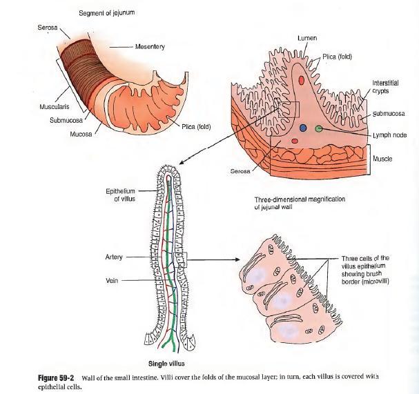 Farmacologia da Infeção UP3 2 Movimentos peristálticos o movimento interfere com a capacidade de adesão de certos m.o. Camada mucosa de revestimento do tracto GI detém os m.o. prevenindo a sua propagação pelo intestino, permitindo assim que os mecanismos imunológicos actuem.