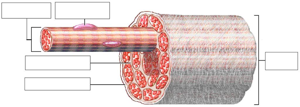 Miofibra Mionúcleo Endomísio Fascículo Perimísio Fibra muscular esquelética (miofibra) célula