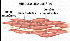 ORGANIZAÇÃO DOS FILAMENTOS CONTRÁTEIS NO