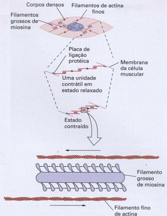célula muscular lisa tem retículo