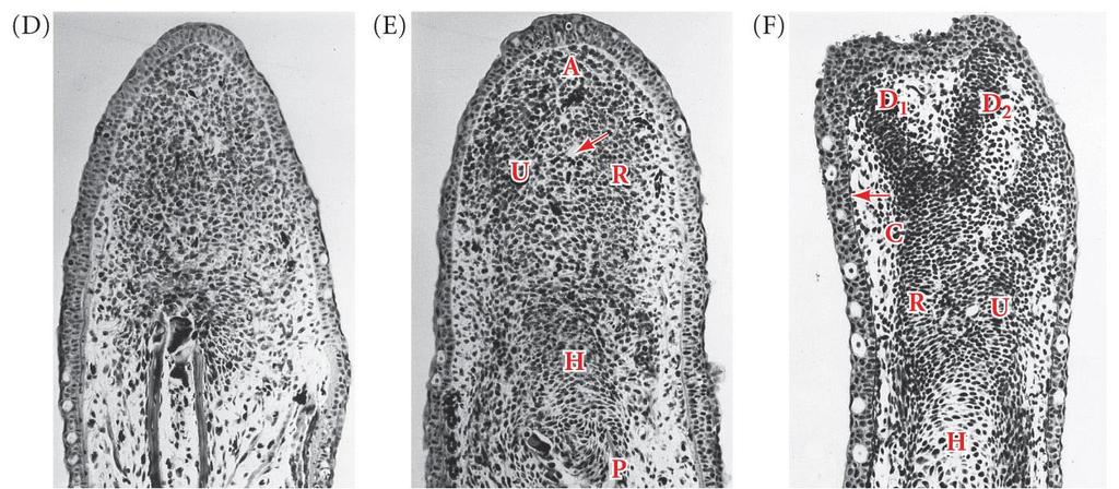 Regeneração na salamandra Ambystoma maculatum DESDIFERENCIAÇÃO Início da REDIFERENCIAÇÃO 8 dias 9 dias 10 dias A: mesênquima