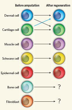 Existe uma memória da origem das células que repopulam.