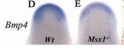 Expressão de BMP4 está diminuída em animais Msx1 -/- Adição de