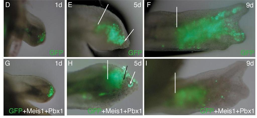 Células do blastema eletroporadas com plasmídeo GFP ou plasmídeo que expressa Meis1+Pbx1+GFP