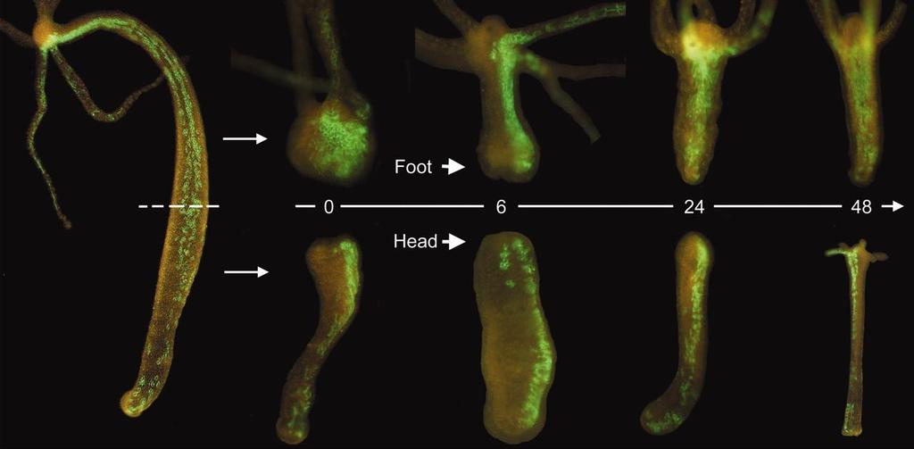 A hidra regenera a cabeça e o pé na ausência de proliferação celular Após lesão, ocorre uma