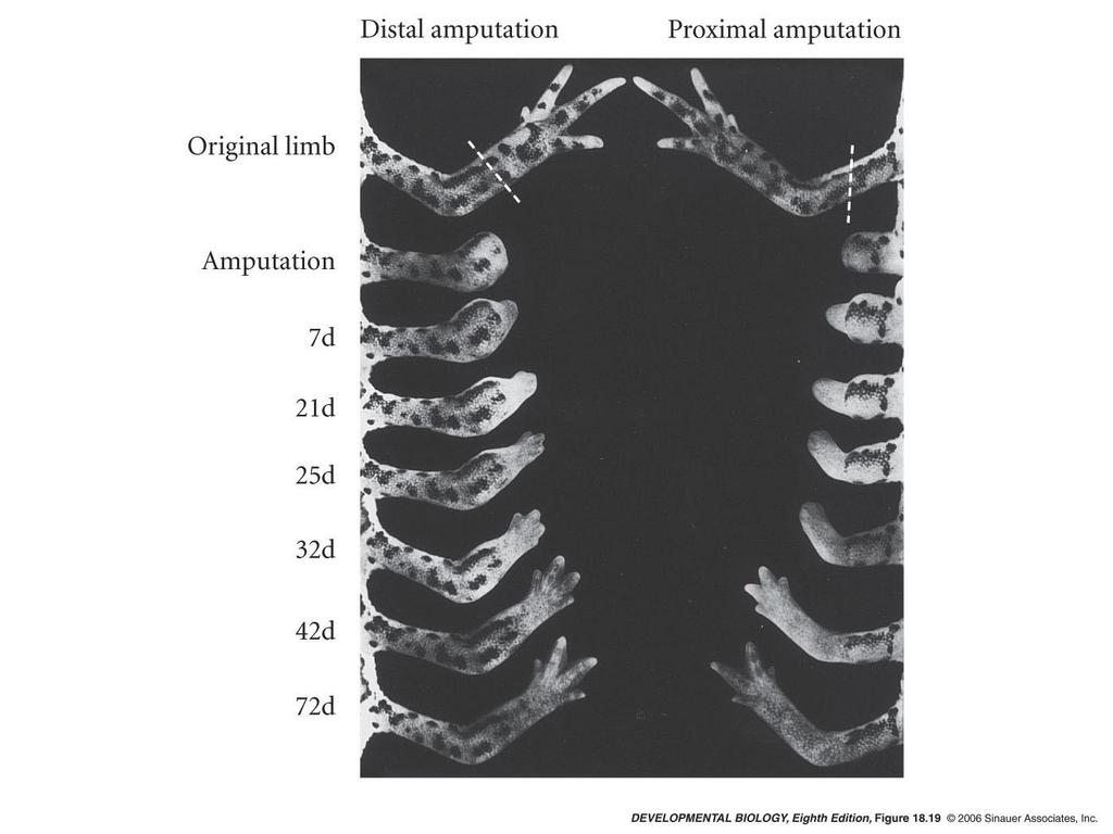 Regeneração na salamandra Ambystoma maculatum 1.O membro regenera só a região amputada 2.