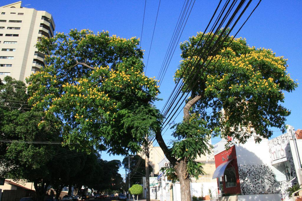 Espécies arbóreas... 11 Neste trabalho, foram registrados muitos indivíduos de Caesalpinia peltophoroides (sibipirunas) (Figura 5), presentes em 83% do total das vias amostradas.