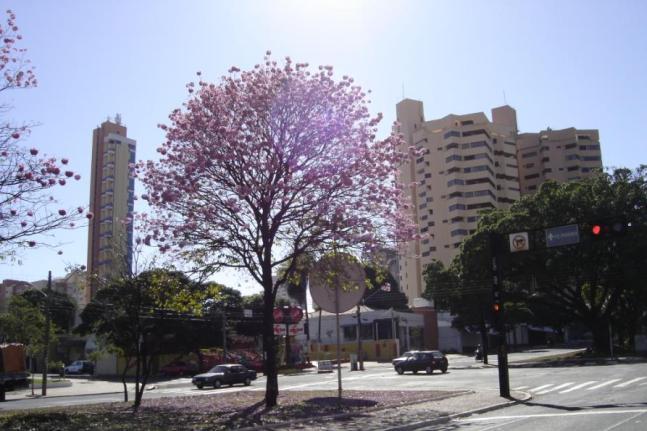 Handroanthus heptaphyllus (tajy, left), in Praça da República ( Praça do Rádio Clube ), and Handroanthus impetiginosus (pink trumpet tree, right), in Avenida Afonso Pena.