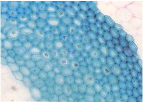 espessada irregularmente, o que permite a comunicação entre elas. As células vivas, alongadas, de forma poliédrica em corte transversal e podem apresentar cloroplastos.