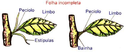 Língula Estípula Em algumas plantas são tão desenvolvidas que podem ser confundidas com