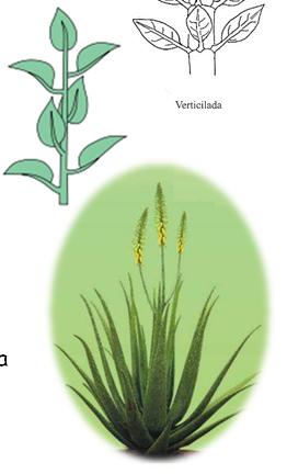 Ex: quaresmeira Filotaxia Verticilada: três ou mais folhas se inserem no mesmo nível (nó).