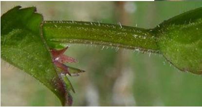 Escamoso Aveludada Glândulosa Glabra