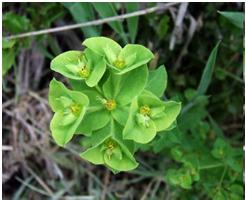 Rugosas lembrando tecido crepe Glabra Onduladas Hirsutas