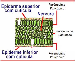 as duas epidermes da folha, onde se localiza o parênquima clorofiliano; Tipos de Mesófilos
