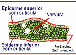 Característico das folhas de dicotiledôneas.