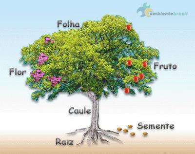 MORFOLOGIA E ANATOMIA DA RAIZ Anna Frida Hatsue Modro RAIZ As raízes são