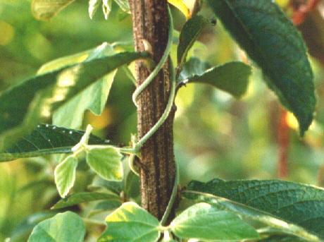 b. Caules trepadores São caules que