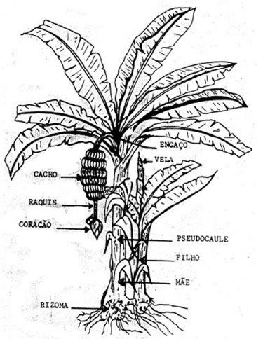 a. Rizoma b.