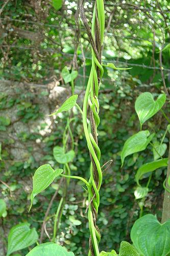Exemplo: cipó-de-são-joão (Pyrostegia venusta - Bignoniaceae). I. Cilíndrico: palmeira II.