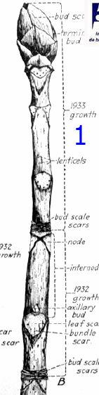 Anguloso: tiririca (trigonal), macaé (tetragonal) V. Sulcado: cipó VI. Estriado (cactos) VII.