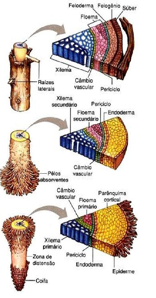 felogênio(câmbio de casca).