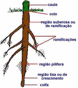 Região que reveste e protege o cone