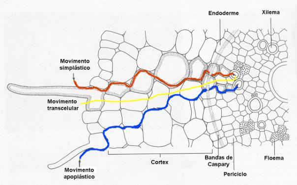 Zona suberosa ou de ramificação Características: região geralmente suberificada, onde ocorrem as radicelas.