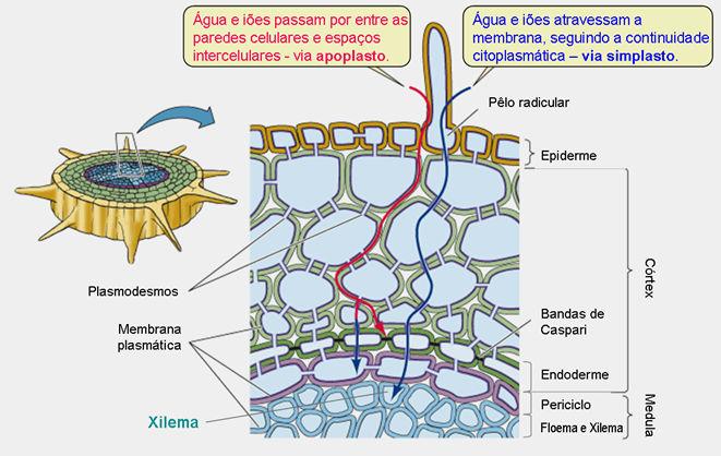 ABSORÇÃO DE ÁGUA E SAIS MINERAIS 98% da água absorvida é perdida na transpiração, somente 2% fica retida; Deve haver contato íntimo: