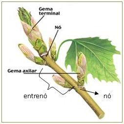 batata Crescimento e propagação vegetativa Fotossíntese (caules jovens e herbáceos) Broto ou gema terminal: encontra-se na