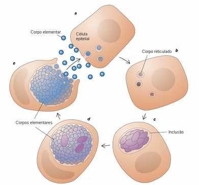São parasitas intracelulares obrigatórios; Clamídias Produzem formas de resistências semelhantes a